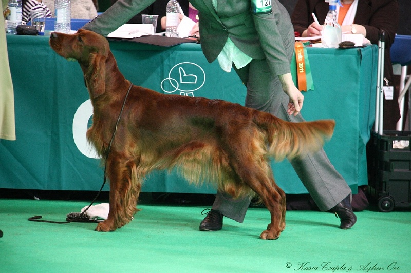 Crufts2011 710.jpg